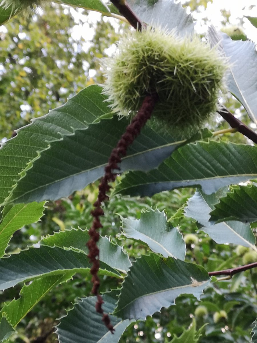 MyBluePeepers's tweet photo. Oooo my nuts are getting big 👀 all in pairs with a little dangley wotsit #SweetChestnutTree 👀they'll be dropping soon ..and exploding 👀 https://t.co/xk5IYMutbb