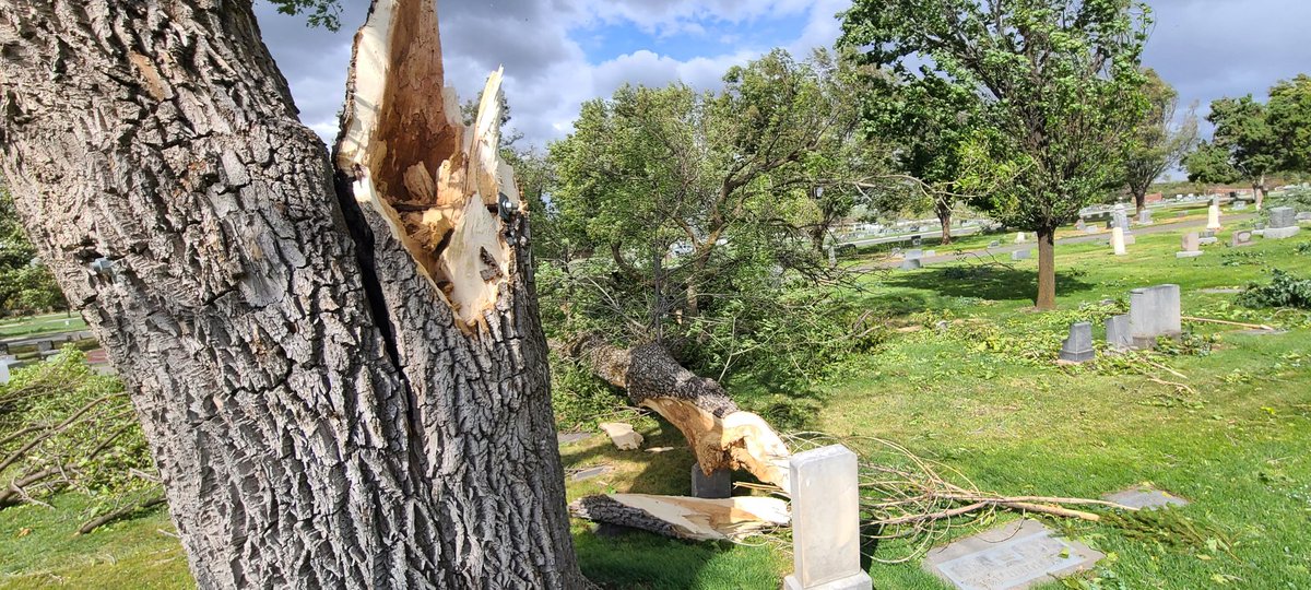 walk_colb's tweet image. Here's a look at some of the damaged trees at the Kaysville City Cemetery.

#utwx #utwind