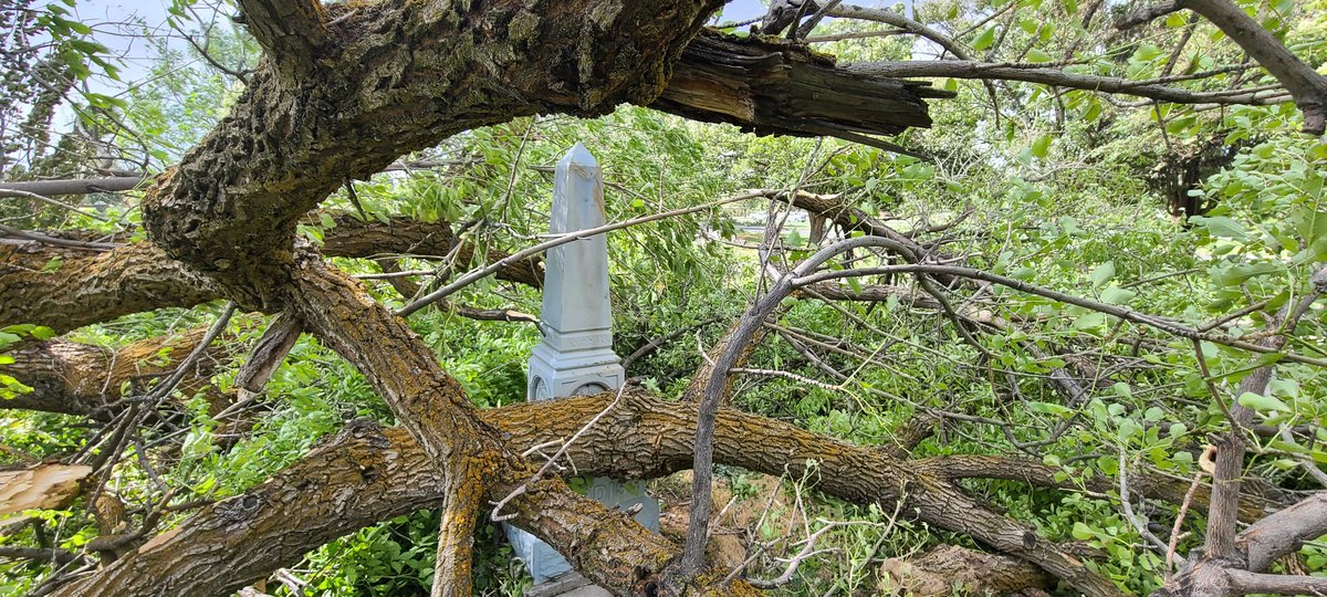 walk_colb's tweet image. Here's a look at some of the damaged trees at the Kaysville City Cemetery.

#utwx #utwind