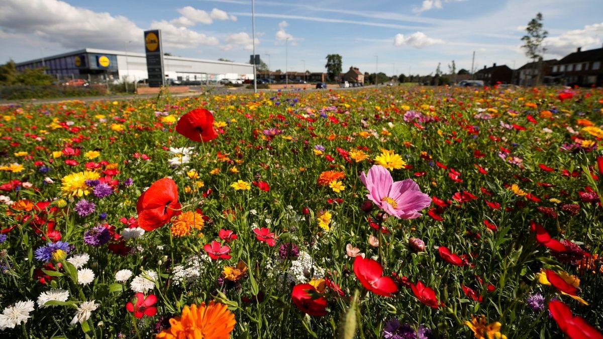 🌺 Have you seen the wonderful wildflowers across Stockton-on-Tees? 

🐝 They aren’t just for residents to enjoy – they play an important part in supporting wildlife such as bees &amp; butterflies.

📸 If you have any pics of the displays please share them using #ourbeautifulborough