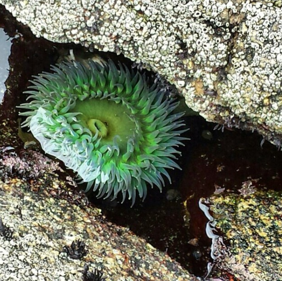 #ClimateChange threatens California’s coast, the nation, &amp; the world. Join <a href="/CA_Waterkeepers/">CA Waterkeepers</a> &amp; <a href="/OA_Alliance/">Intl. Alliance to Combat Ocean Acidification</a> next Wednesday, Sept. 16, to learn how our cities can respond to the accelerating impacts along our coast: bit.ly/3lYvTZ8. #OceanClimateAction