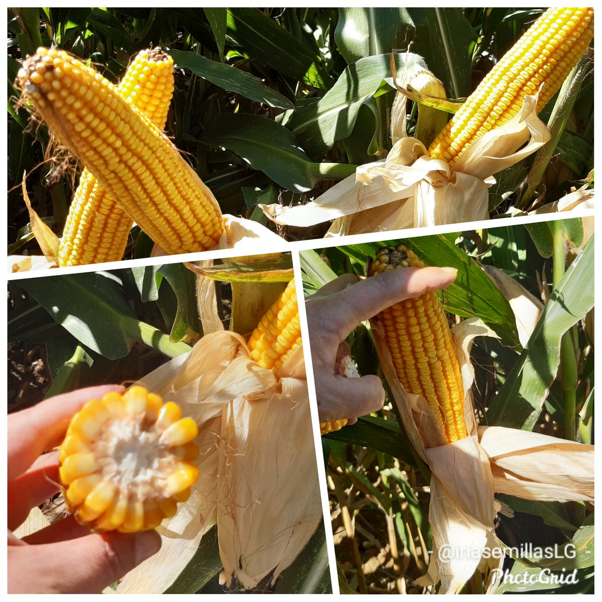 IriaSemillasLG's tweet photo. LG31388 una novedad de @LGSeedsES recomendada por nuestro jefe de producto @gusgarri 
ciclo corto, doble aptitud con gran staygreen, tallo de infarto y sanidad impecable. 
Si es que cuando tienes razón Gus hay que dártela 🤩 https://t.co/k5XrwRDPnv
