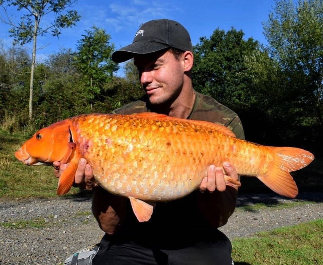Team member @o.g_carp with a recent catch report 👌.

16lb koi and 25lb common , taken on balanced tigers, slip d rigs with curv shank size 6 &amp; incredible tackle components.

Good skills Ollie mega that koi 👍🔥🎣🐳🍊.