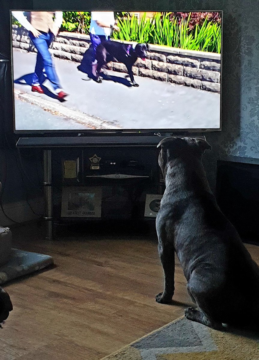 The way he sits when any animal programme comes on the tv🤣 #dogissues #learningtips