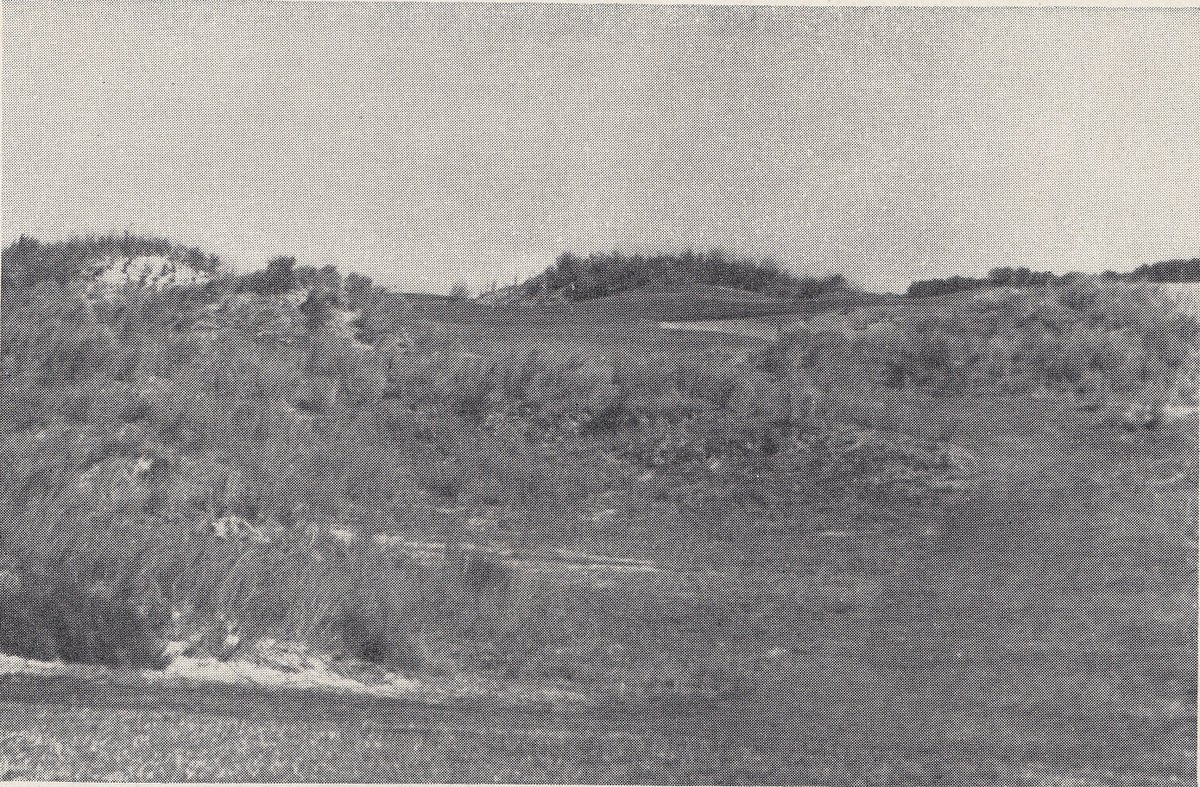 Dornick Maxwell tweet media