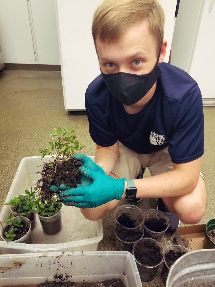 Happened to come across some AGB larvae while transplanting mint plants with <a href="/DrEliLong/">Elizabeth Y Long</a>! Hoping for more in November!