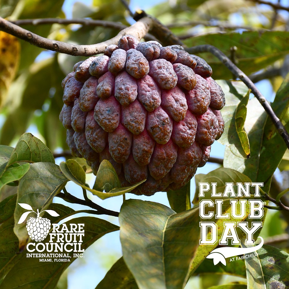 RareFruitMiami's tweet photo. Join us at Fairchild Tropical Botanic Garden for Plant Club Day on Saturday, September 19th from 10a to 4p! 

Learn about rare and tropical fruits, buy a tree, and even join the club. 

Timed entry tickets can only be purchased on the @FairchildGarden website

See you there! https://t.co/G27r1E5Pb8