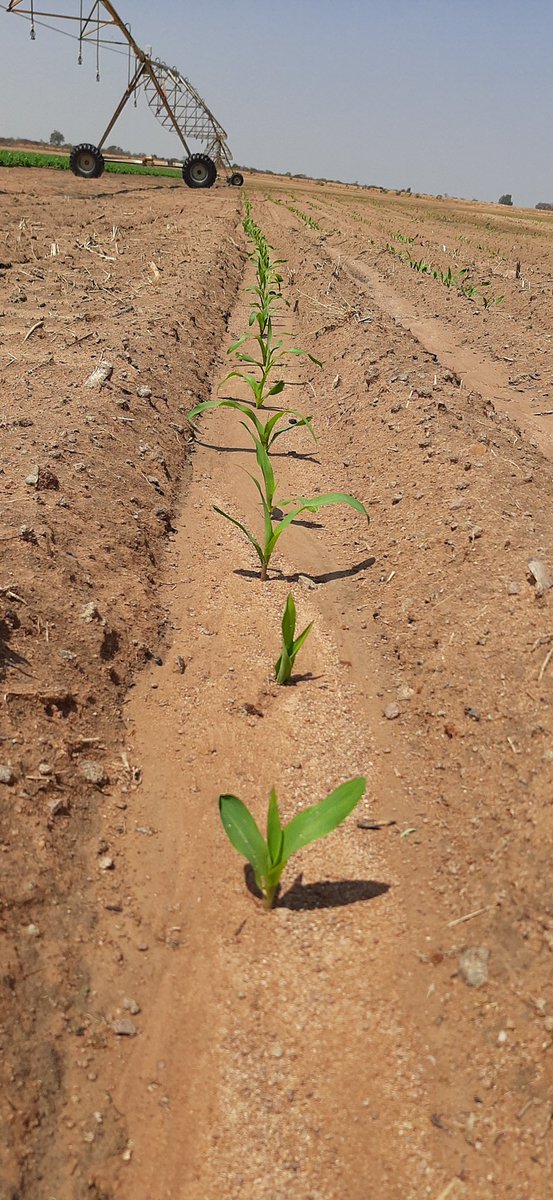 A época agrícola 2020-21 iniciou e a avaliar pela germinação... consistência e perseverança são as palavras de ordem. Multiplicação da  variedade SVETA XG com resultados que se esperam promissores...