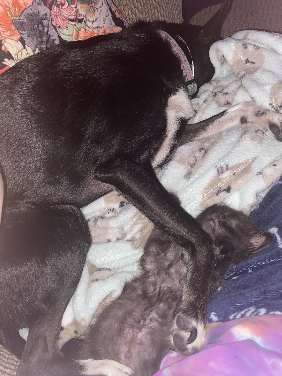 goodgorlgracie's tweet photo. just taking a nap with my son who is mine. yep my son :) i protect he https://t.co/XYl425PBRy