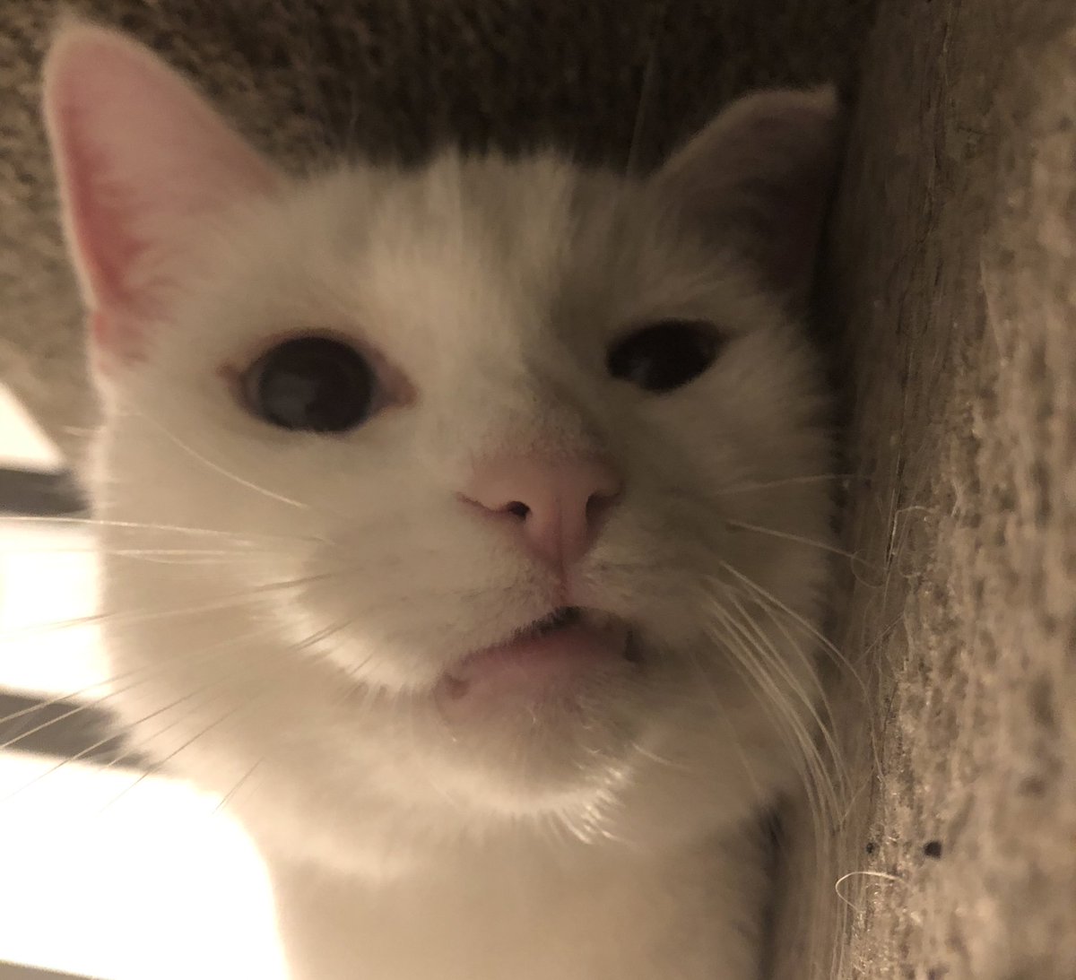stinky the cate says trans rights!!! 🏳️‍⚧️ tweet media