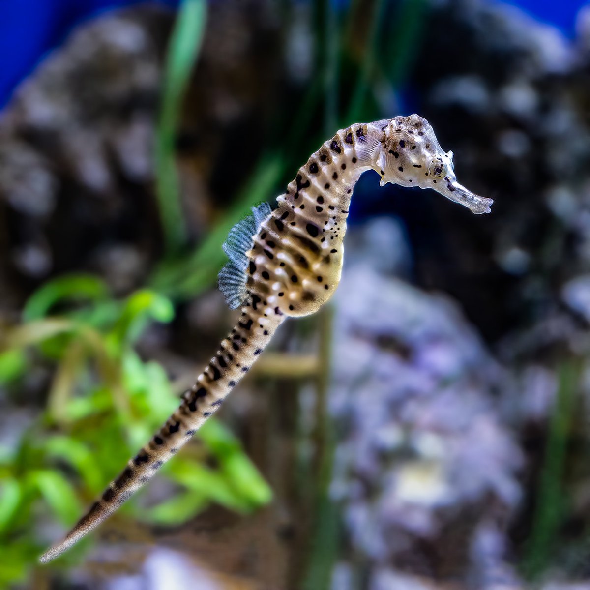 Memphis Zoo For This Triviatuesday We Re Going To Give You A Fun Fact Seahorses Have Excellent Eyesight Their Eyes Can Work Independently On Either Side Of Their Head This Memphis Zoo For This Triviatuesday We Re Going To Give You A Fun Fact Seahorses Have Excellent Eyesight Their Eyes Can Work Independently On Either Side Of Their Head This