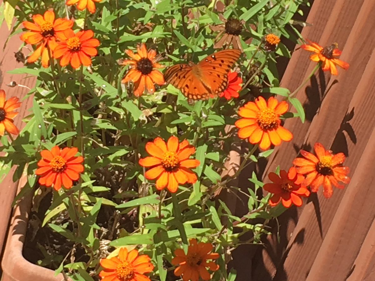 Stacey L Davis Sr tweet media