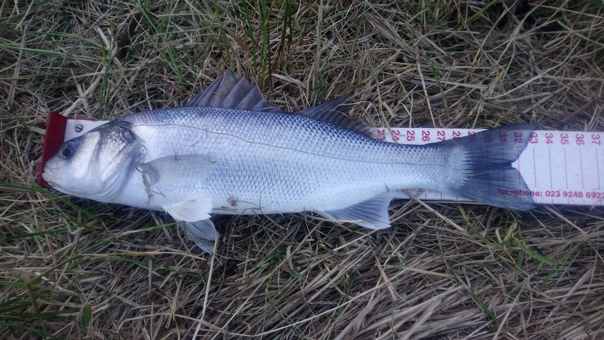 barryflack1's tweet photo. And dome more fish undulate ray strap conger and bas https://t.co/tIHlW5SsXK