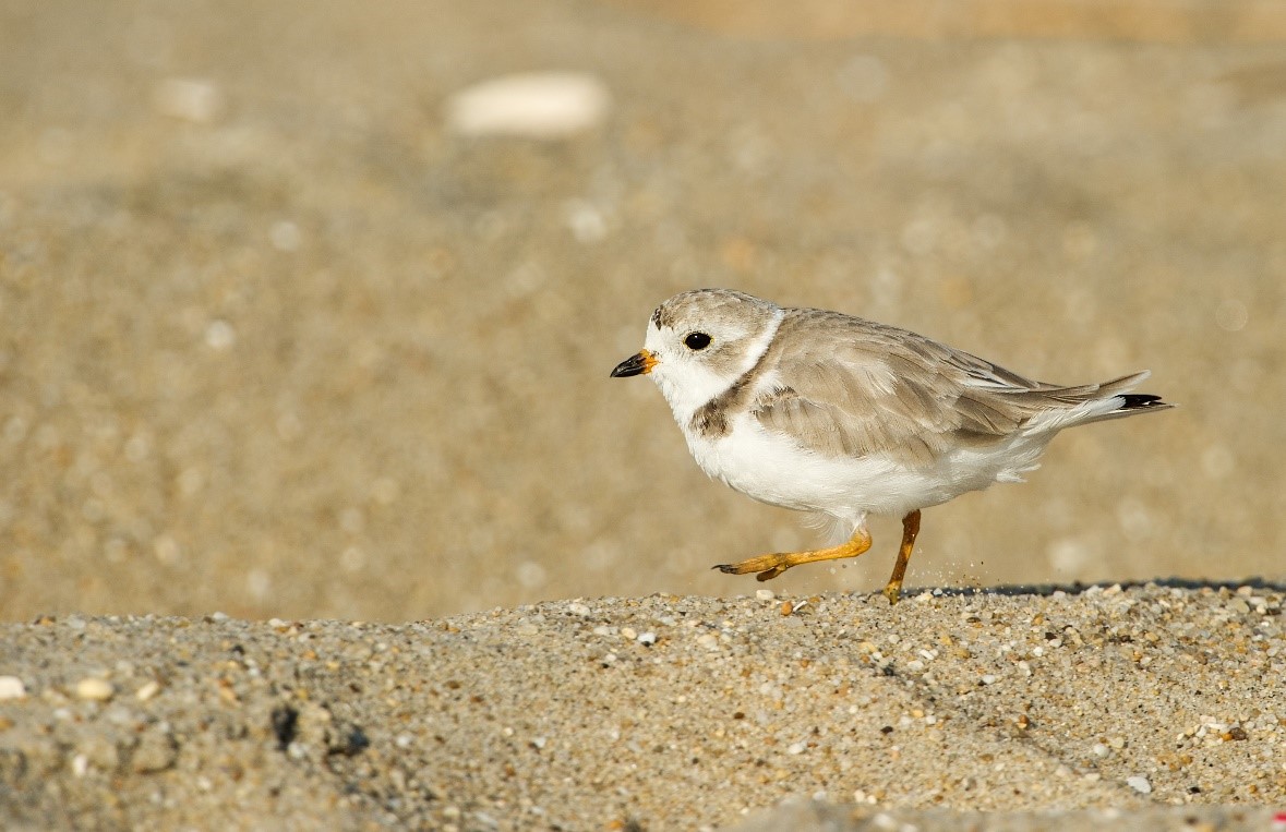 NewJerseyDEP's tweet photo. DEP Snapshot 📸: It’s 1996, Piping Plover Comes Back to the Beach to Build Family
📲 Read full post here: https://t.co/cFI9unrl1m
#DEP50 https://t.co/4SH4jvVuUu