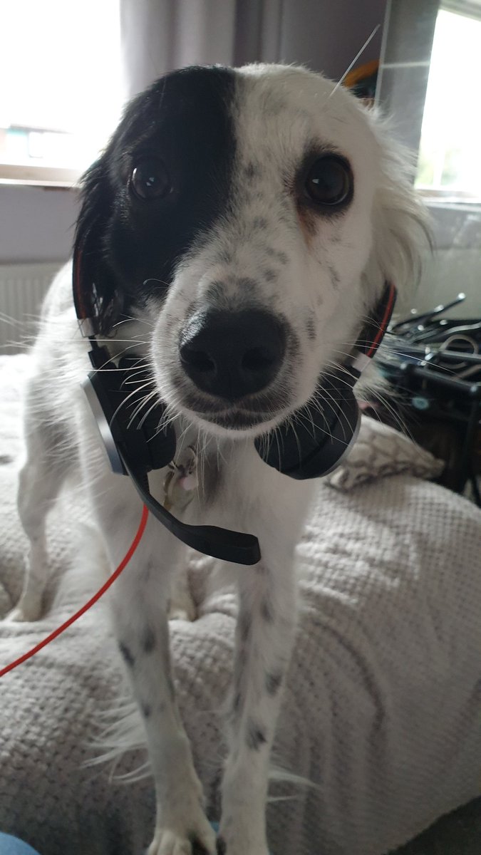CandiPoppy's tweet photo. Hi your through to Poppy how can i help ......... #dogsoftwitter #dogassistant https://t.co/z6pLL7hDGf