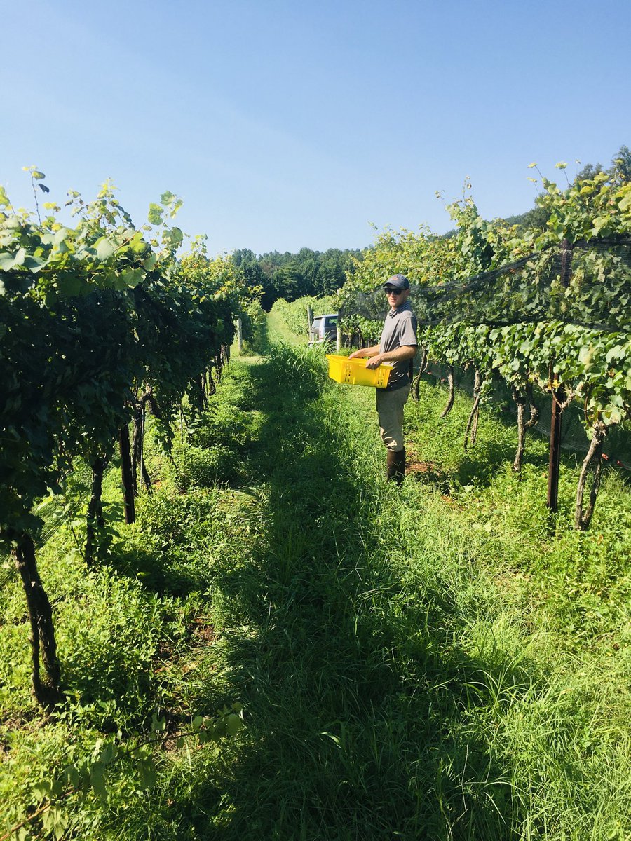 th_jefferson's tweet photo. Chardonnay harvest this morning! Thanks to David, Khanh, Hector and the crew! https://t.co/Qgh40TFhCp
