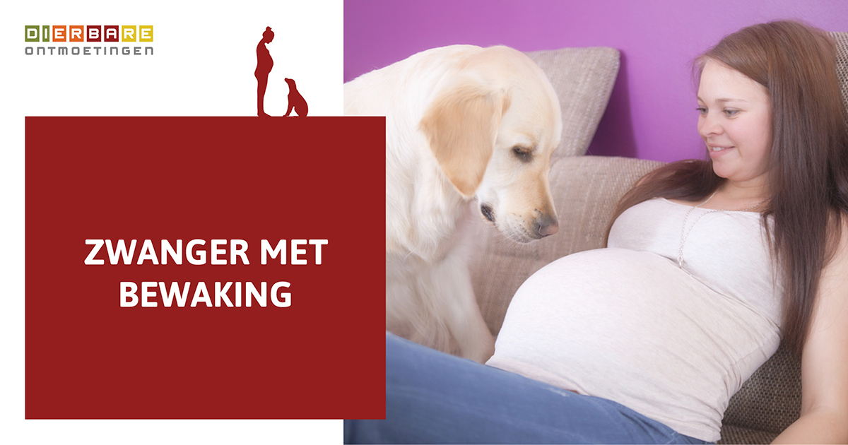 DierbareO's tweet photo. Als er een mail binnenkomt met de tekst: “onze hond is sinds mijn zwangerschap zo fel”, ben ik altijd extra alert. Het waakse gedrag begint onschuldig, maar kan uit de hand lopen. Honden reageren op veranderingen bij de zwangere vrouw. https://t.co/YyVdWzO6Hz https://t.co/hskQpV2Trn