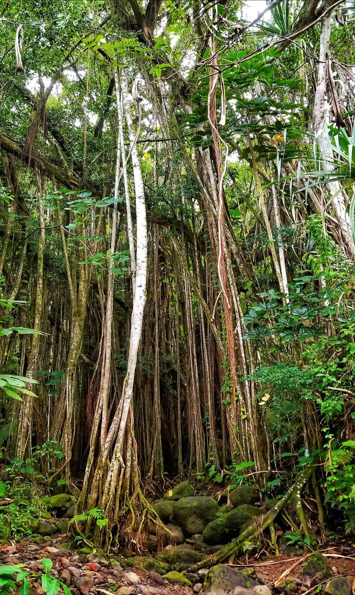 U2_Minnie's tweet photo. Jungle vibes 🍃🌿🌱🍃🌿🌱 #missingyou #missingmyperson #earthpix #myhawaiipix #Hawaii #hik3beasthawaii #alohaoutdoors #chasingwaterfalls #islandlife #travelmagazine #travelawesome #livingmybestlife #awesomelifestyle #soft_vision #staystoked 🍃🌿🌱 https://t.co/FAqmZwKc2F