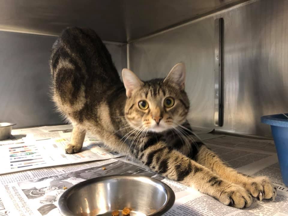 Providence_AC's tweet photo. Need a biiiiiig stretch this week? Join us, and a feline friend, on IG or FB Live, Thursday, for our #TakePaws live yoga session from 12:30-1PM!
The session is Donate-What-You-Can to https://t.co/8lSdVnpYeQ or Venmo: ProvidenceAC.
"See" you there? π§π» https://t.co/Xg5DwmTQvj