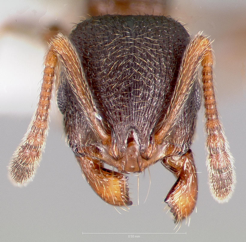 LonginoJack's tweet photo. Stenamma smithi: This is an oddball. I find occasional workers out at night in the open grassy foothills above Salt Lake. And the occasional winged queen up there. Big eyes for a US Stenamma. #AntsRule #AntsoftheWasatch #LonginoLab https://t.co/11OiiYREeG