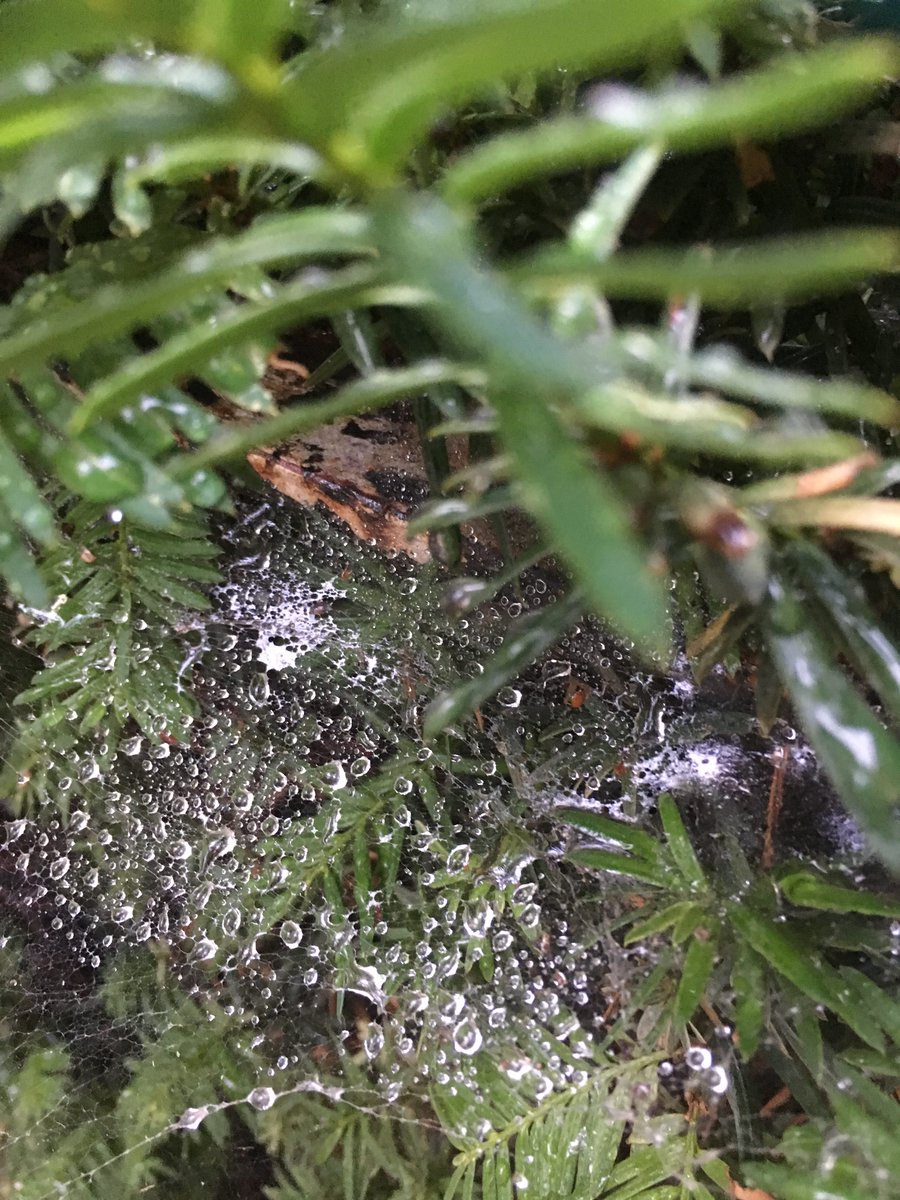 ChristineV8's tweet photo. Have you seen a web like this in your tree or garden? Don't destroy it. They are said to be woven by #fairies and will bring protection and good fortune to your home.

 #FairyTaleTuesday #Fairy #Folklore https://t.co/2xJ8USUikR