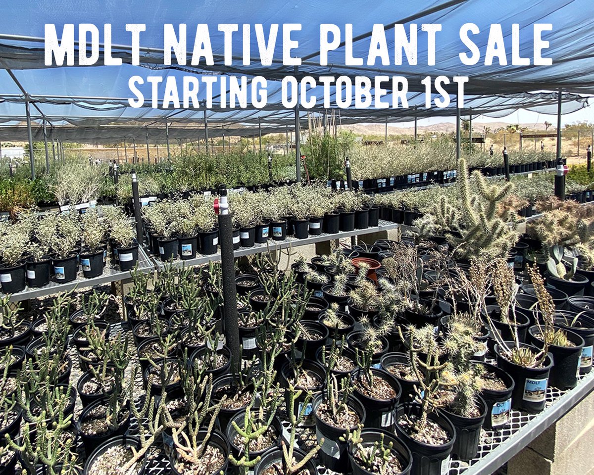 MojaveDesertLT's tweet photo. Don't forget our plant sale is going online! Purchase a selection of locally grown desert natives on our website & pick them up by appt at our Joshua Tree HQ starting Oct 1st. https://t.co/ItaNHMamGT
#californianativeplants #nativeplants #nativeplantsale #desertnative https://t.co/4Z9KkUMIc0