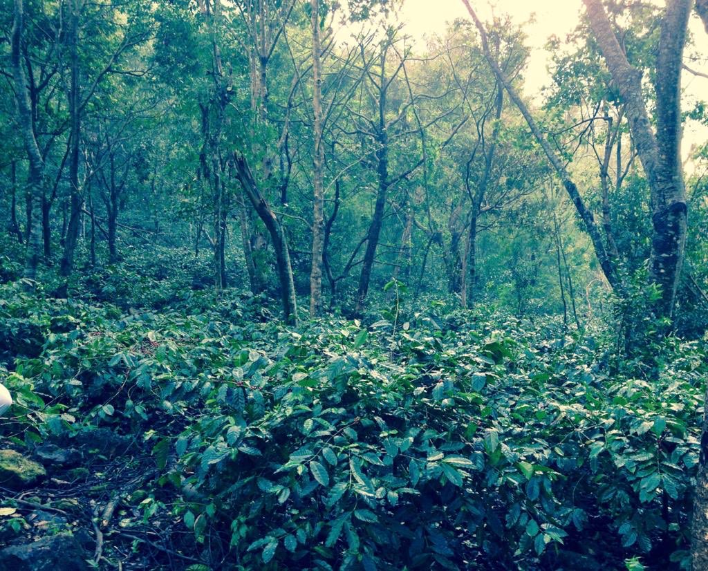 From Hunter Gatherers to Coffee Estate owners was a transformation these tribals essayed without losing their souls. Thanks to  @naandi_india using one non-Negotiable trait - TRUST. And, they reciprocated with Unconditional Trust. (8/n)