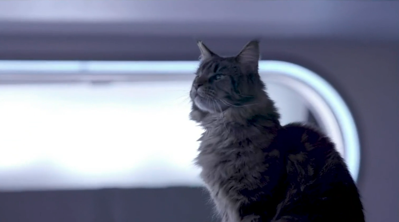 OH MY GOSH, Booker has a cat called Grudge. GIVE ME ALL THE SPACE CATS!  #StarTrekDiscovery  