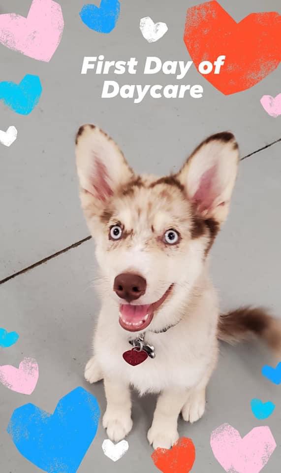 PortRover's tweet photo. Four new kids starting school today (just like all the 2 legged kids).  Welcome aboard cuties. We love you already #portrover #backtoschool #doggydaycare #makingnewfriends https://t.co/2REp9K66C6