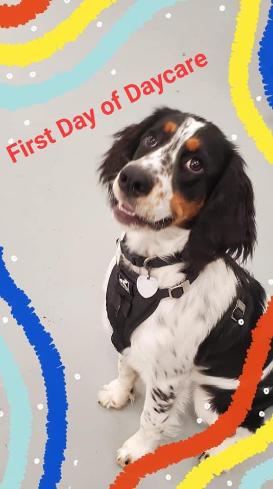 PortRover's tweet photo. Four new kids starting school today (just like all the 2 legged kids).  Welcome aboard cuties. We love you already #portrover #backtoschool #doggydaycare #makingnewfriends https://t.co/2REp9K66C6