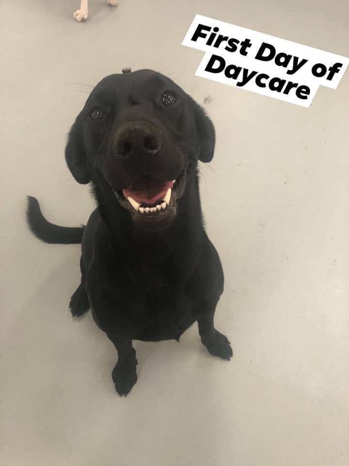 PortRover's tweet photo. Four new kids starting school today (just like all the 2 legged kids).  Welcome aboard cuties. We love you already #portrover #backtoschool #doggydaycare #makingnewfriends https://t.co/2REp9K66C6