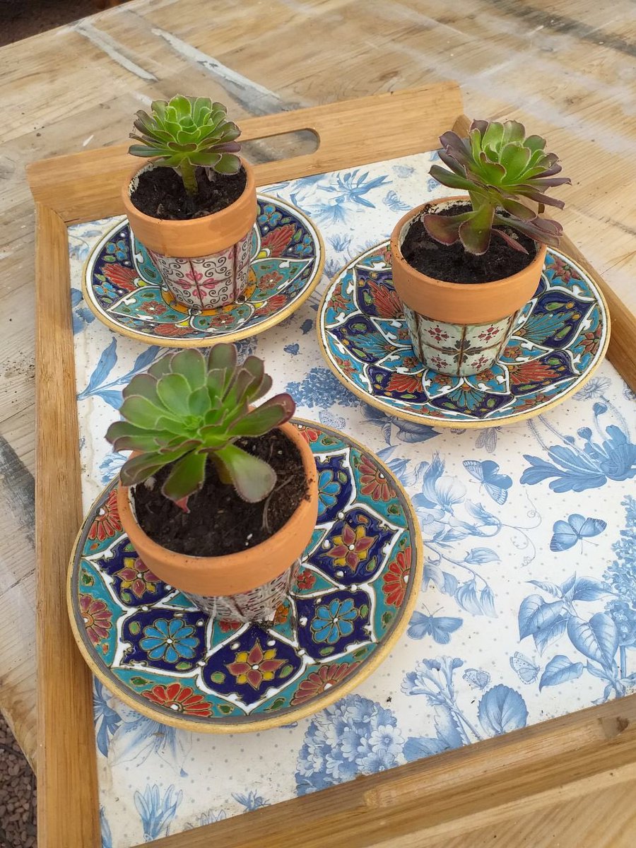 Thinking of diversification succulents grow well next to fish tanks