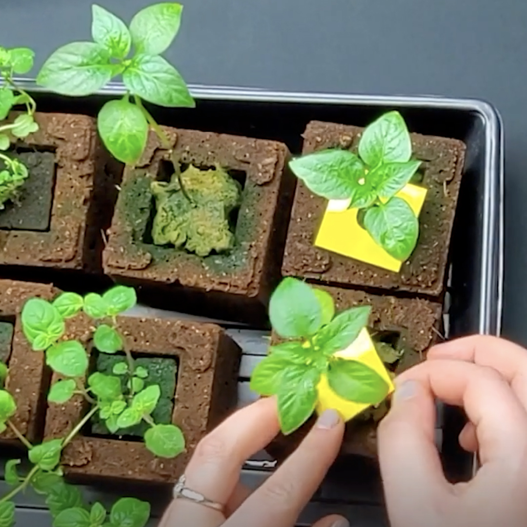 hyproducts's tweet photo. Small square Lockdown Pads in action on rockwool and cork seed starters for early pest monitoring.

See what we have to offer: https://t.co/WQQoixLgPw https://t.co/T14k5CiXmb