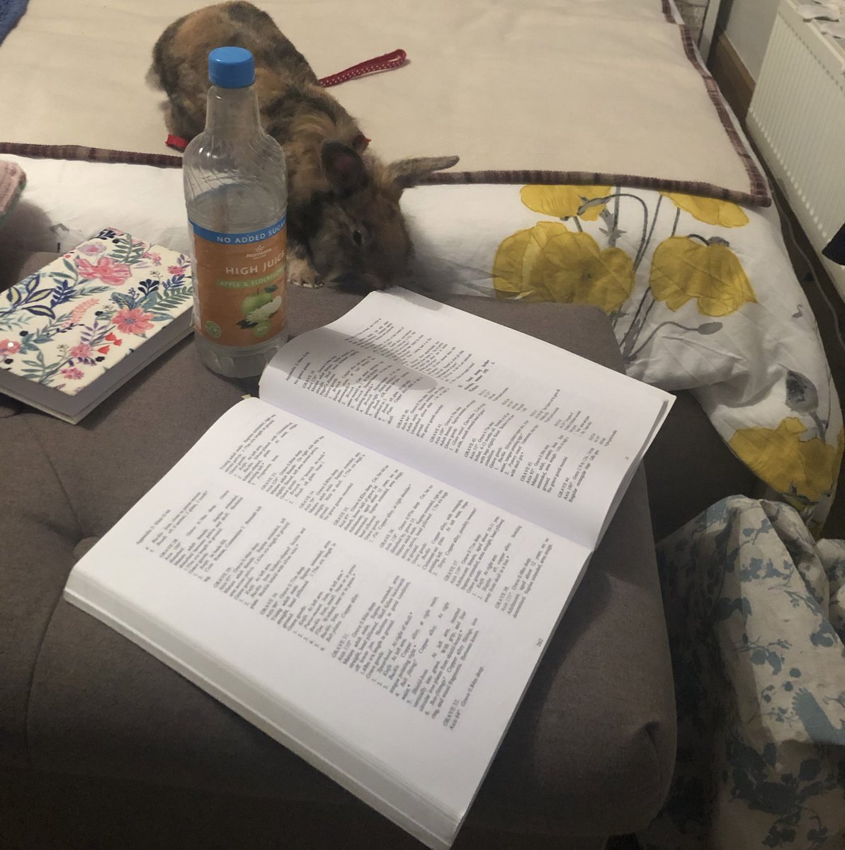 lisaback_house's tweet photo. Is it acceptable to have a co-author on a PhD thesis? Does anyone know how to credit a rabbit as a co-author? Especially helpful at nibbling pages to mark the important ones... #AcademicChatter #phdlife #bunnyacademics https://t.co/blyU3iCJ5b