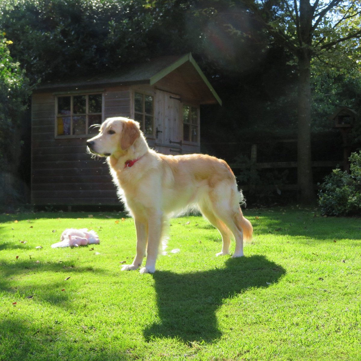 CornDollyXx56's tweet image. I'm striking a pose for Mom today. What do you think? 
#posingforthecamera #goldenretriever #dogsofinstagram #dogsoftwitter