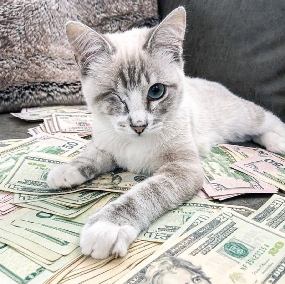 Cats With Money tweet media