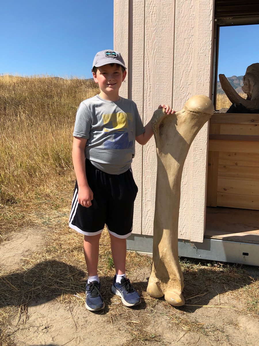 LambSpringAP's tweet photo. A young friend of Lamb Spring standing next to a femur from a Columbian Mammoth. https://t.co/yX32lAdsvV