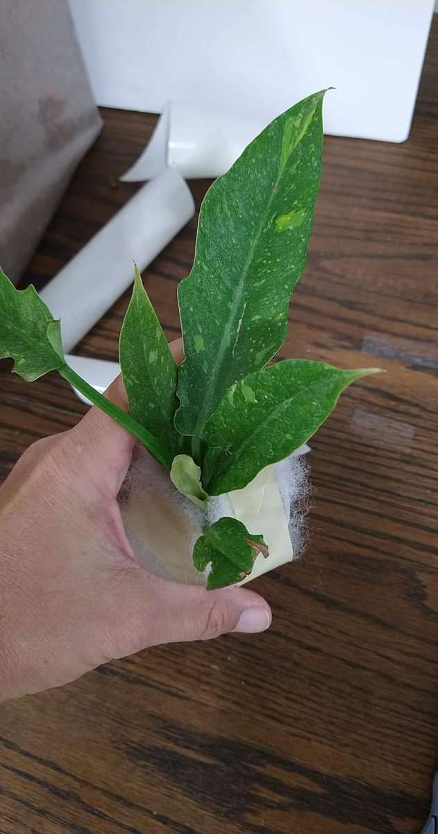 SheHunts89's tweet photo. @houseplanthour Rebecca here! located on the cost south east US.package running behind because of mail holiday, but this will be a new favorite. Philodendron ring of fire. My usual favorites are all varieties of Philodendron and platycerium. #HouseplantHour https://t.co/TsBfug1r4U