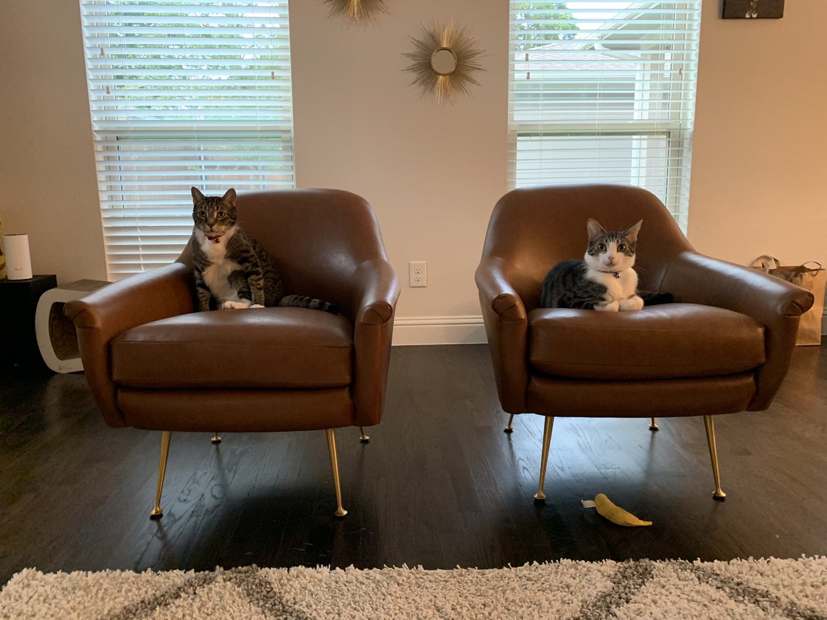 Our office is now open for counseling.  By appointment only - reasonable rates. 😻 Micky &amp; Jax