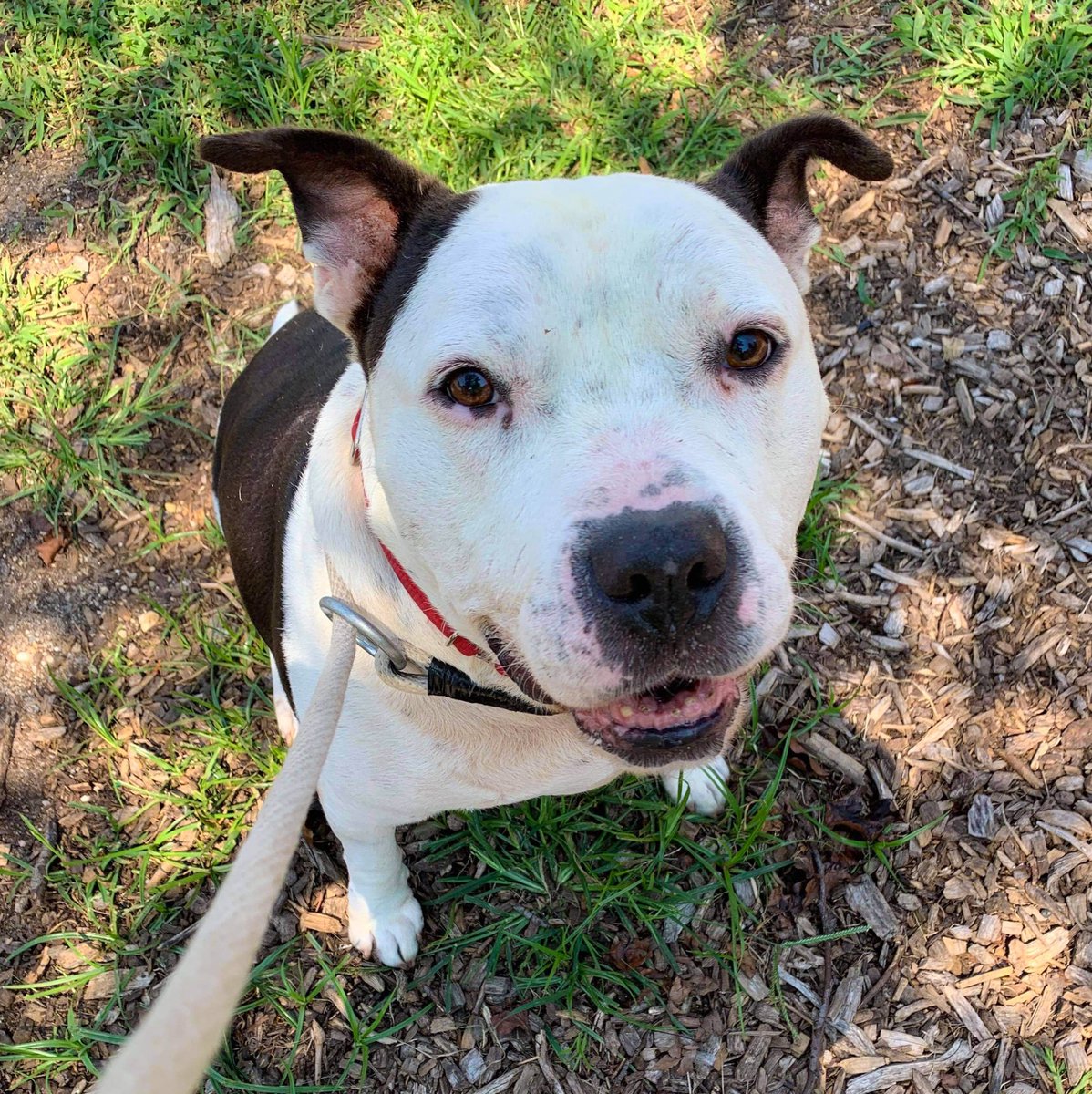 adopt_storm_ny's tweet photo. If you think I’m cute, RETWEET! Rufio lived his whole life outdoors before his owner surrendered him last Valentine’s Day. Sweet 8 ½ yr old boy who needs a solo pet home. Kids 15+. Training sponsored! Town of Hempstead Animal Shelter, NY. Email: adoption@tohmail.org #NewYork https://t.co/armLevSCKZ