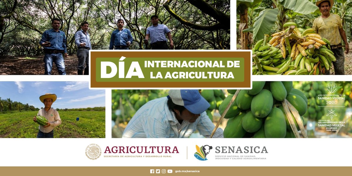 SENASICA's tweet photo. "La agricultura para un hombre honorable y de alto espíritu, es la mejor de todas las ocupaciones y artes, por medio de la cuál puede procurarse el sustento" Jenofonte - Historiador griego 🌱💚 #DíaDeLaAgricultura https://t.co/v8v51vtZ1l
