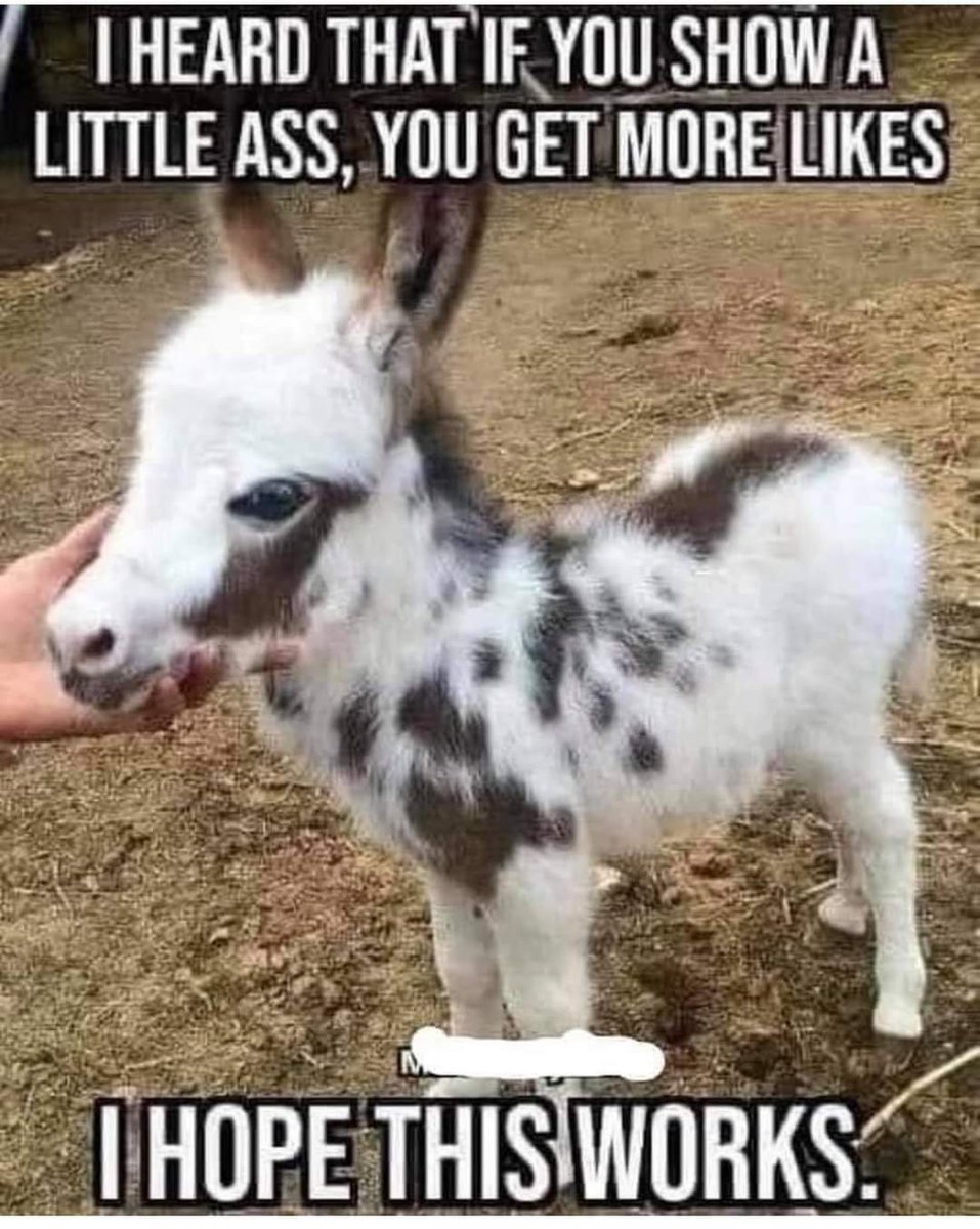 SquirrelonTO's tweet image. 😆