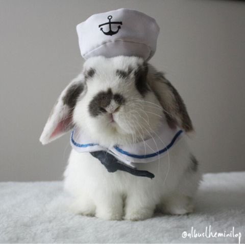 open this thread if you like bunnies