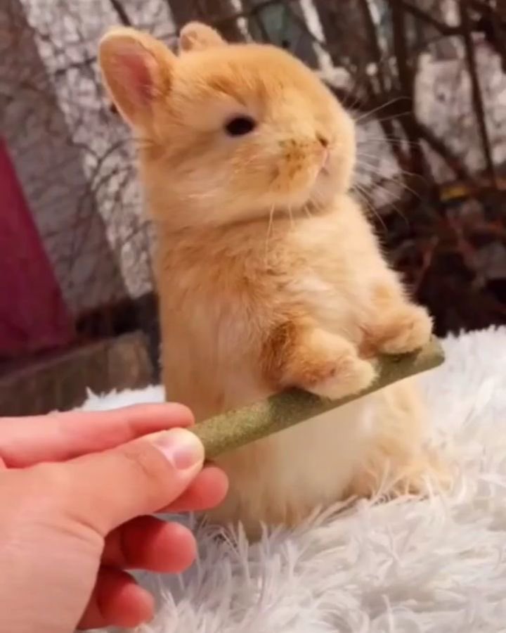 open this thread if you like bunnies