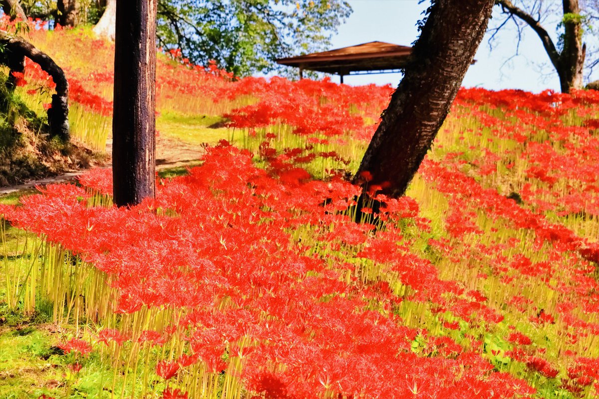 IPlus365's tweet photo. Cluster amaryllis is one of the most iconic autumn flowers in Japan.  It usually begins to bloom in mid-September.  The picture is Kinkakuta in Hidaka City, Saitama Prefecture.  You can enjoy a spectacular view soon.
#clusteramaryllis
#autumn
#hidakacity 
#kinkakuta
#saitama https://t.co/A3aZvgDs8e