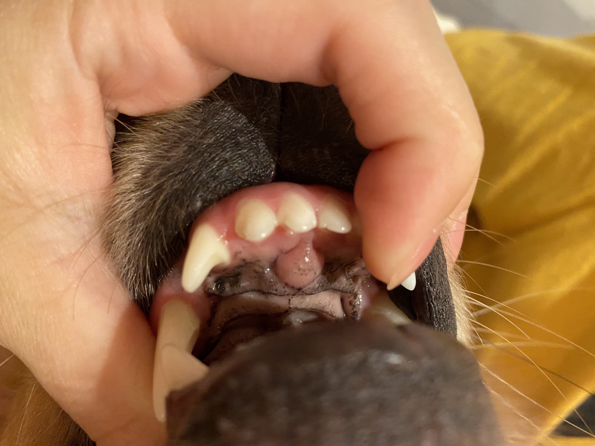 こはる ゴールデンレトリバー Twitterren 昨日の夜こはと遊んでたら上の前歯の裏がポコってなってて コレ何 腫瘍 明日病院だうわあああ てパニックになったけどよく調べたら切歯乳頭とかいうやつだった みんなある