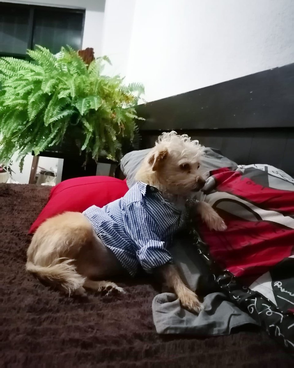 TlalpanVecinos's tweet photo. Vecinos se perdió Macarena es perrita de nuestros amigos de la Tortillería La Abuela @TortilleriasA . ¿Nos ayudan con un RT? https://t.co/dmNXkwgsyd
