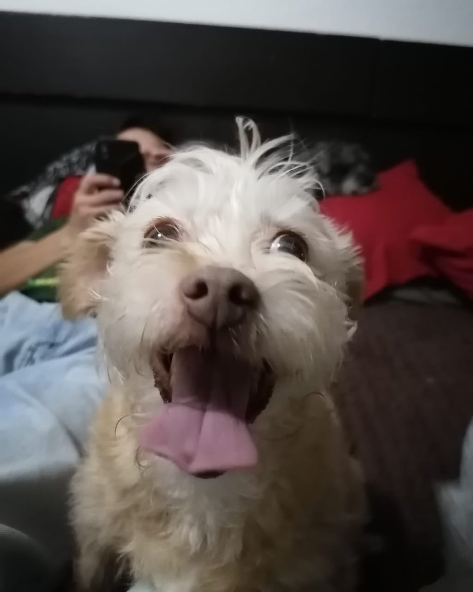 TlalpanVecinos's tweet photo. Vecinos se perdió Macarena es perrita de nuestros amigos de la Tortillería La Abuela @TortilleriasA . ¿Nos ayudan con un RT? https://t.co/dmNXkwgsyd