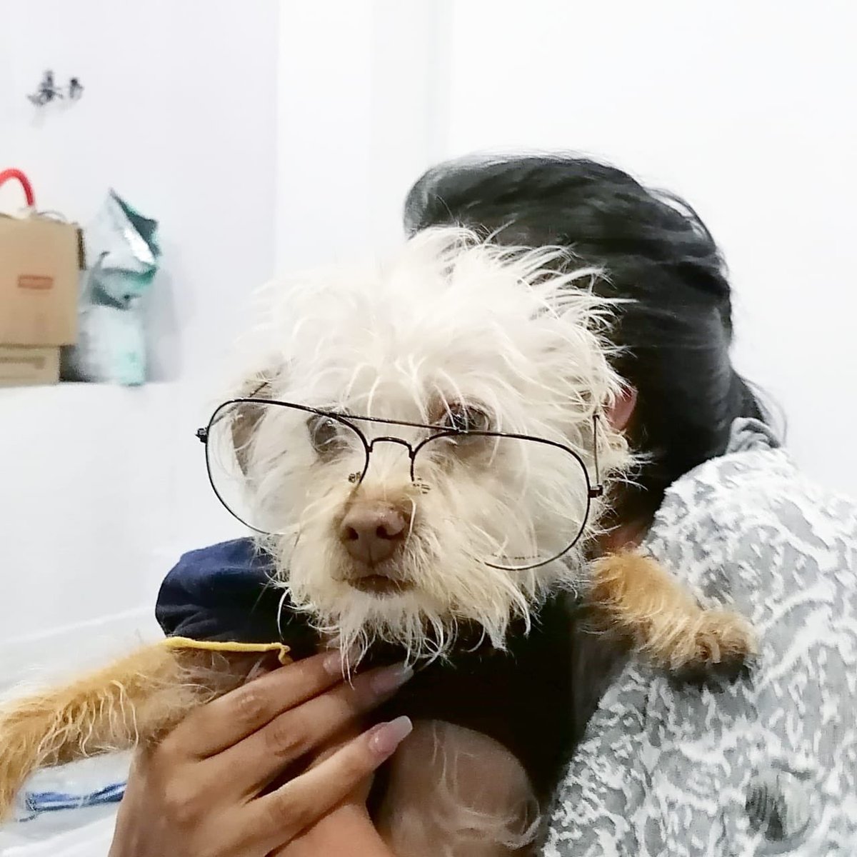 TlalpanVecinos's tweet photo. Vecinos se perdió Macarena es perrita de nuestros amigos de la Tortillería La Abuela @TortilleriasA . ¿Nos ayudan con un RT? https://t.co/dmNXkwgsyd
