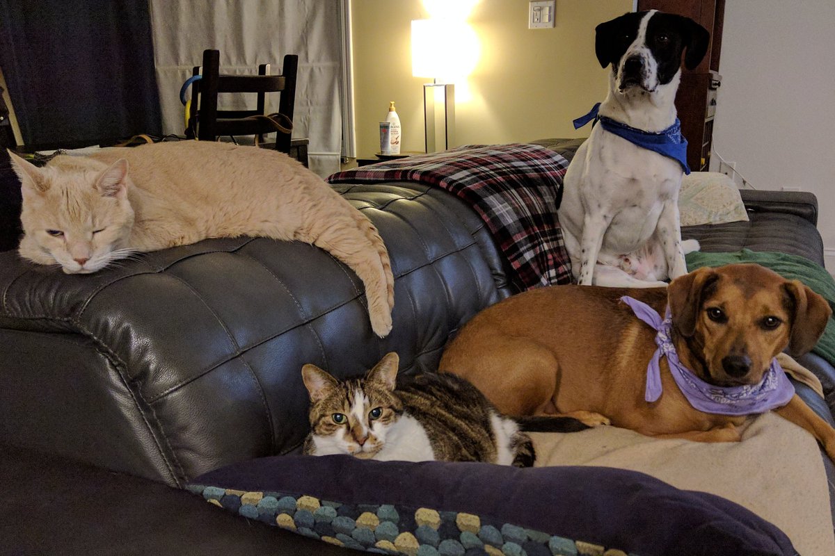 fang_lone's tweet photo. This is a possible album cover for my upcoming release. I worked on it for almost 10 minutes, it was exhausting. I had to take a nap afterwards. haven't written any music or anything but the album cover is done. #Riots2020 #WalkAway #CatsOfTwitter https://t.co/Zg7VfZUITt